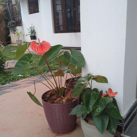 Holly House Homestay Ella Bagian luar foto